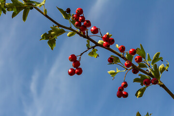 Green branches of hawthorn strewn with red berries - obrazy, fototapety, plakaty