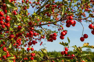 A detailed macro shot capturing the vibrant red hawthorn berries in their autumn splendor. These ripe berries are not only beautiful but also have medicinal properties