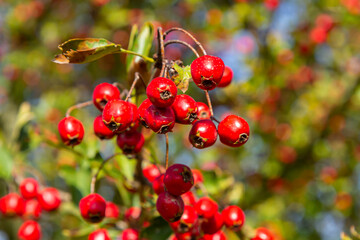Green branches of hawthorn strewn with red berries