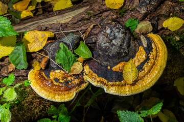 brown bear bread mushroom with white borders and green moss in the forest - Ganoderma applanatum - obrazy, fototapety, plakaty