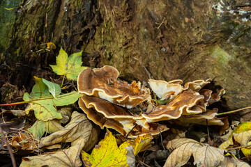 Natural closeup on the Giant Polypore fungus, Meripilus giganteus in the forest