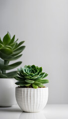 Succulent in White Pot on White Background