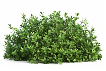 green bush plant isolated on white background 3d rendering
