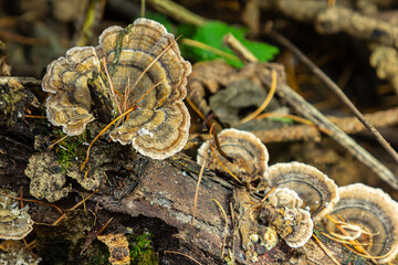 Trametes versicolor, also known as Polyporus versicolor, is a common polypore mushroom found...