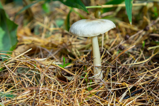 Lentil shanklet, also called appleseed coincap mushroom, Collybia tuberosa
