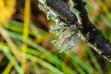 A close up of lichen Hypogymnia physodes on a old tree branch