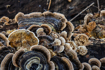 Trametes versicolor, also known as Polyporus versicolor, is a common polypore mushroom found...