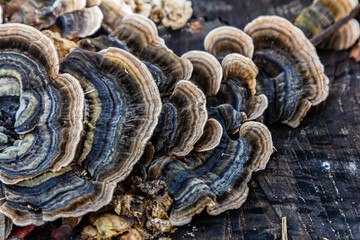 Trametes versicolor, also known as Polyporus versicolor, is a common polypore mushroom found throughout the world and also a well-known traditional medicinal mushroom growing on tree trunks
