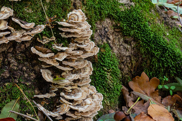 Trametes versicolor, also known as Polyporus versicolor, is a common polypore mushroom found...