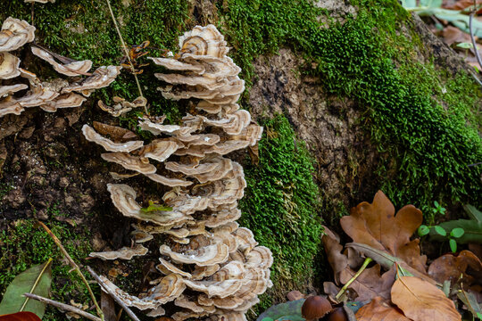 Trametes versicolor, also known as Polyporus versicolor, is a common polypore mushroom found throughout the world and also a well-known traditional medicinal mushroom growing on tree trunks
