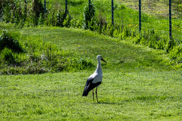 Fototapeta premium A stork in a meadow in spring