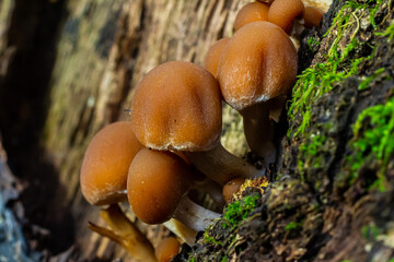 Psathyrella piluliformis Common Stump Brittlestem mushroom reddish-brown mushroom that grows steeply in groups, natural light