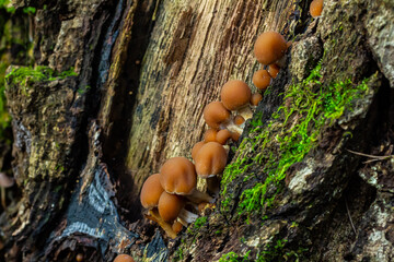 Psathyrella piluliformis Common Stump Brittlestem mushroom reddish-brown mushroom that grows steeply in groups, natural light