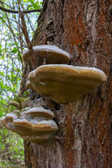 Fomes fomentarius mushroom on the trunk of an old poplar on a summer day - obrazy, fototapety, plakaty