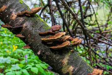 Anise mazegill, a brown rot fungus, Gloeophyllum odoratum