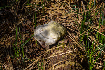 Obraz premium Fomes fomentarius mushroom on the trunk of an old poplar on a summer day