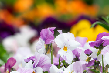 色とりどりの花が咲く美しい花壇を望遠撮影　ズームアップ