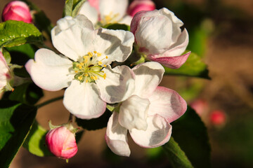 Fototapeta na wymiar Apfelblütenpracht im Frühling