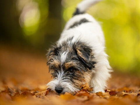 Cut tricolor small one year young Jack Russell Terrier dog is following a trail outdoors in autumn