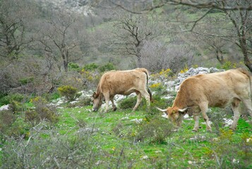 Fototapeta premium cows raised in freedom in the mountains