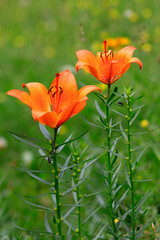 Feuer-Lilie (Lilium bulbiferum) Pflanze mit orangen Blüten - obrazy, fototapety, plakaty