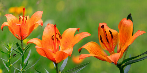 Feuer-Lilie (Lilium bulbiferum) Pflanze mit orangen Blüten, Panorama  - obrazy, fototapety, plakaty
