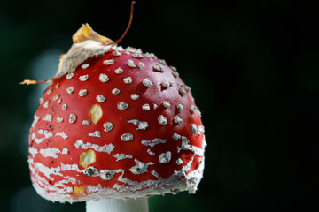 Fliegenpilz (Amanita muscaria) roter Fliegenpilz, giftige Pilzart im Wald