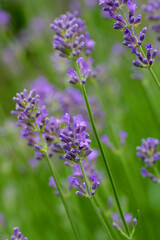 Echte Lavendel (Lavandula angustifolia) mit blauen Blüten 