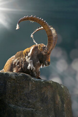 Alpensteinbock (Capra ibex) Männchen liegt auf Fels