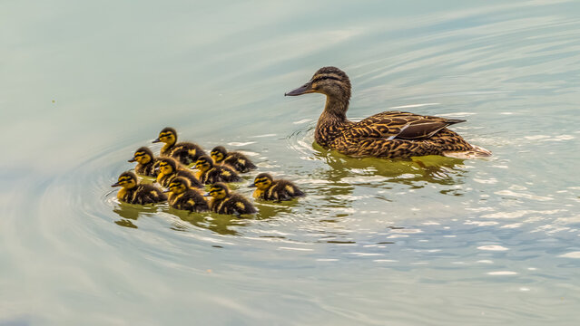 Duck female with nine small cute ducklings swimming on lake