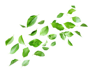 Falling green leaves isolated on transparent background
