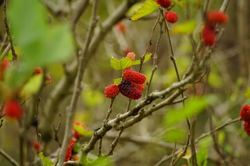 Obraz premium Close-up of ripe mulberry fruit on the tree
