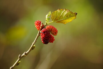 Close-up of ripe mulberry fruit on the tree