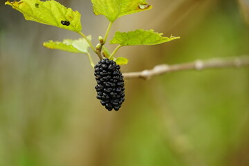 Close-up of ripe mulberry fruit on the tree