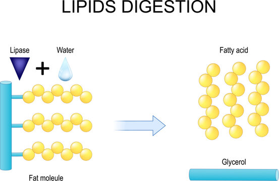 Lipids digestion. Lipolysis.
