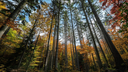 Obraz premium A forest with many trees and a clear blue sky