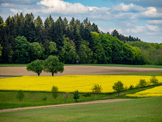 Bäume und Rapsfelder im Frühjahr