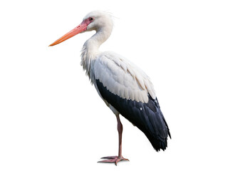 white stork isolated on white
