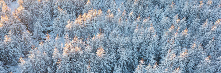 Aerial view of the winter forest. Amazing northern nature. Top view of snow-covered trees. Beautiful woodland landscape with larch trees in the snow. Cold snowy winter weather. Wide natural background