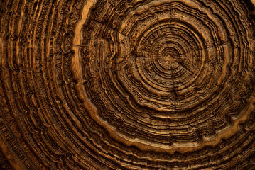 Fototapeta premium Wooden trunk with annual rings close up