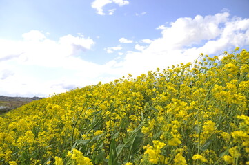 菜の花