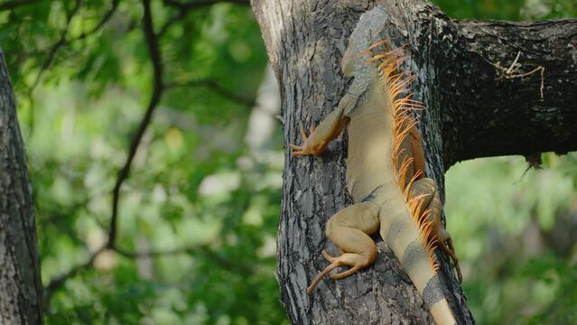 Forest Giraffe meets Jungle Dragon