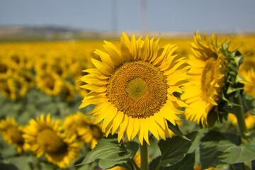 Sunflower in the foreground inside a maturing sunflower plantation. Concept plants, seeds, oil, plantation, nuts.