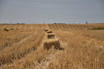 Row of straw bales prepared for collection in the field. Concept agriculture, livestock, food,...