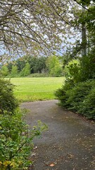 A path between the trees overlooking the field