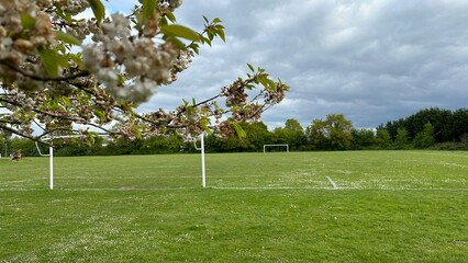 Football pitch with a goal outside, chamomile flowers growing on the lawn