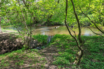 green forest with a pond