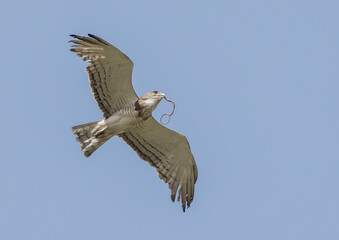 Beaudouin's Snake Eagle with Snake