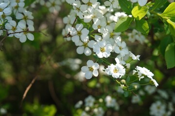 Fototapeta premium Spring background. White flowers on a green background. Blooming spirea on a green blurred background. small white flowers in round inflorescences. Plenty of room for text. Selective focus.