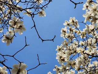 Yulan magnolia flowers are in bloom under the blue sky. Magnolia denudata.